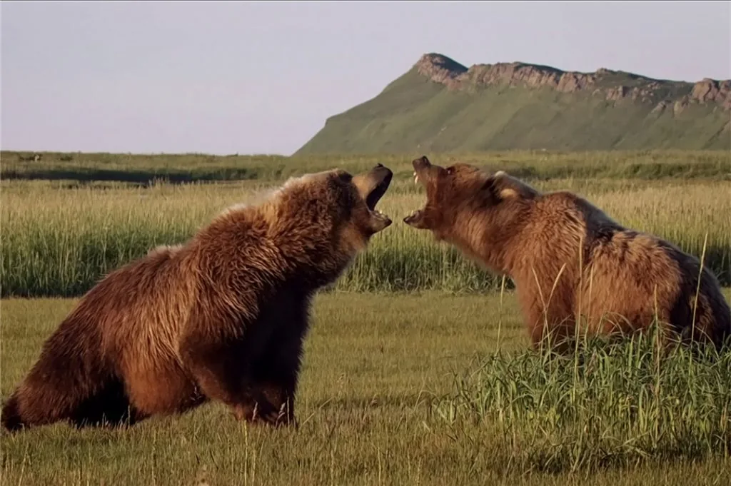 DISNEYNATURE: BEARS - Blu-ray review