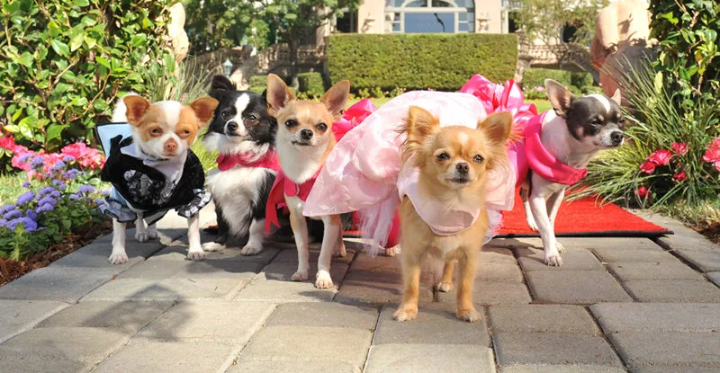 BEVERLY HILLS CHIHUAHUA 3: VIVA LA FIESTA! - Blu-ray review