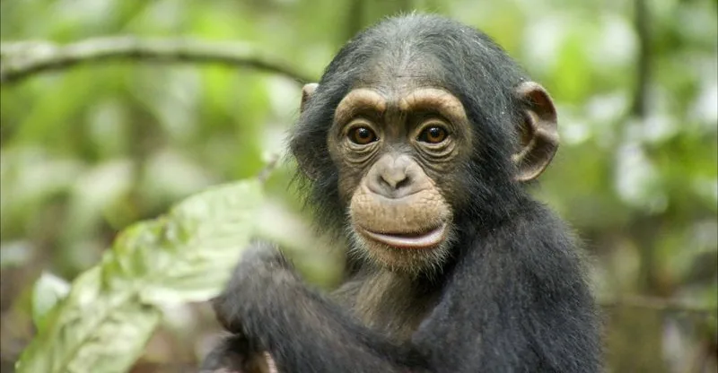 DISNEYNATURE: CHIMPANZEE - Blu-ray review
