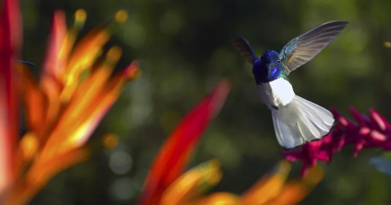 DISNEYNATURE: WINGS OF LIFE - Blu-ray review