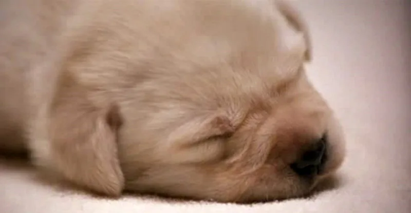QUILL: THE LIFE OF A GUIDE DOG - DVD review
