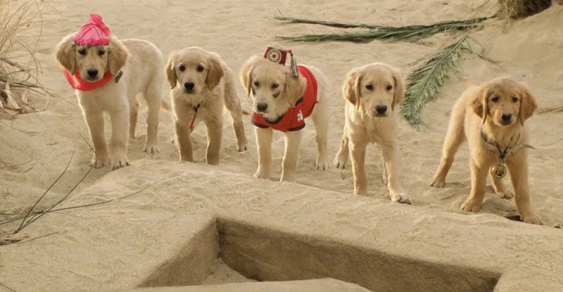 TREASURE BUDDIES - Blu-ray review