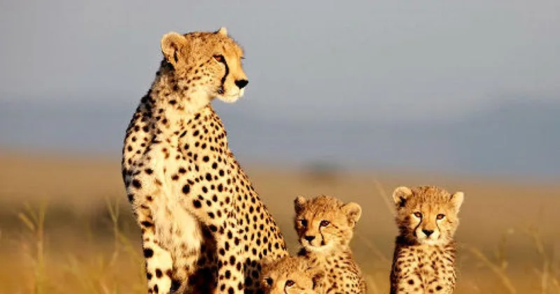 DISNEYNATURE: AFRICAN CATS - Blu-ray review
