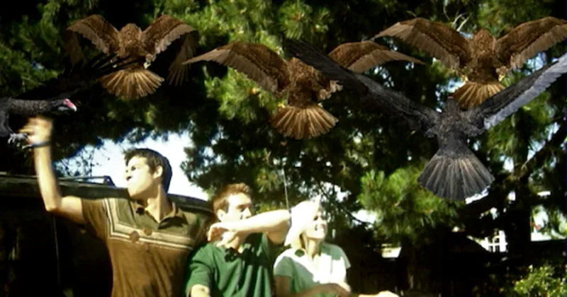 BIRDEMIC: SHOCK AND TERROR - DVD review
