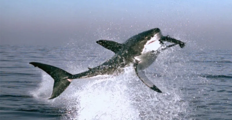 PLANET EARTH: THE COMPLETE COLLECTION - Blu-ray review